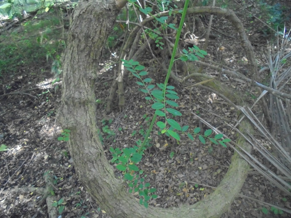 Phyllanthus reticulatus Poir.